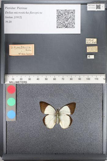 Media type: image;   Entomology 131612
